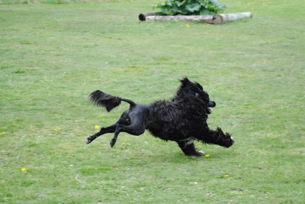 öka hundens självförtroende